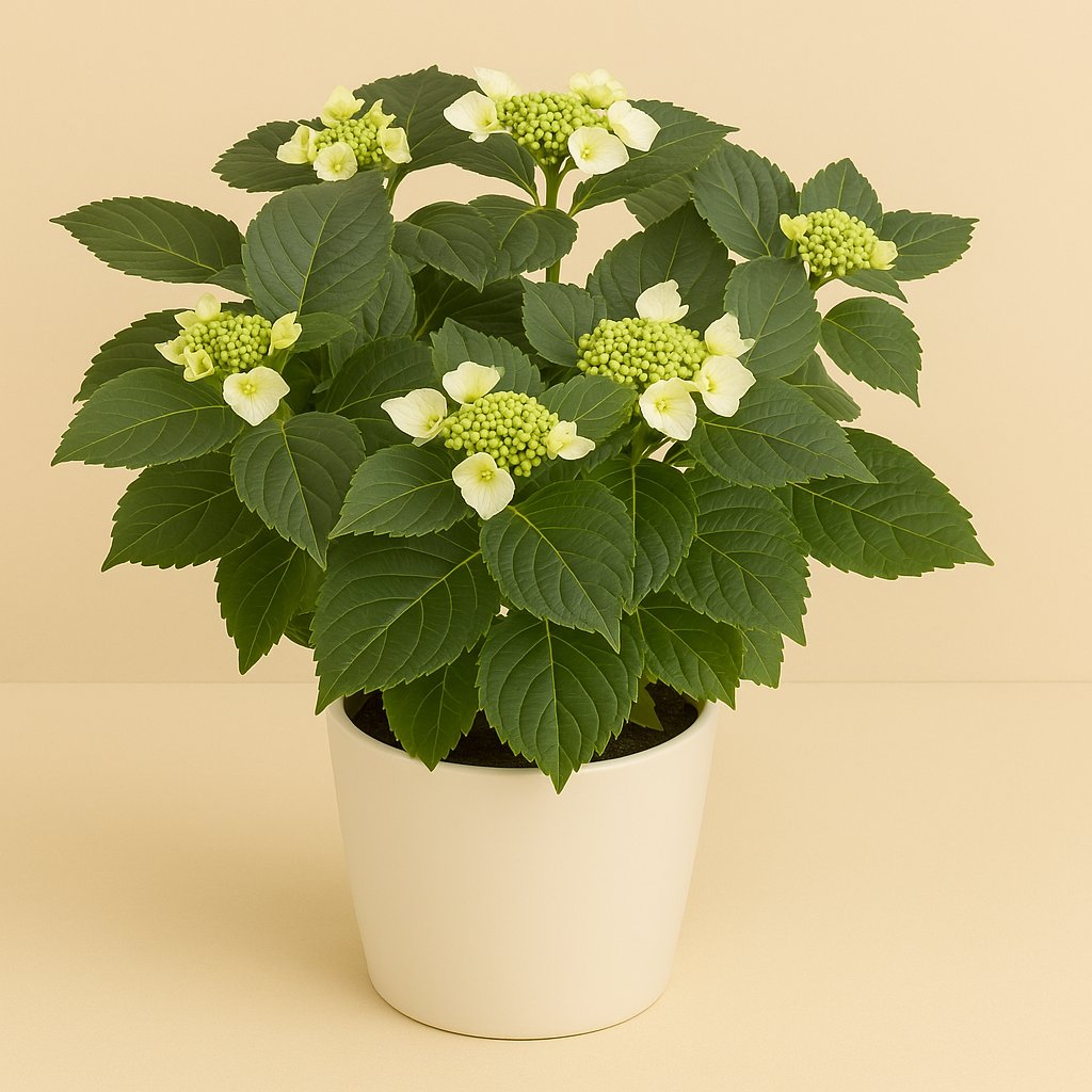 Hydrangea Teller Benxi - 45cm