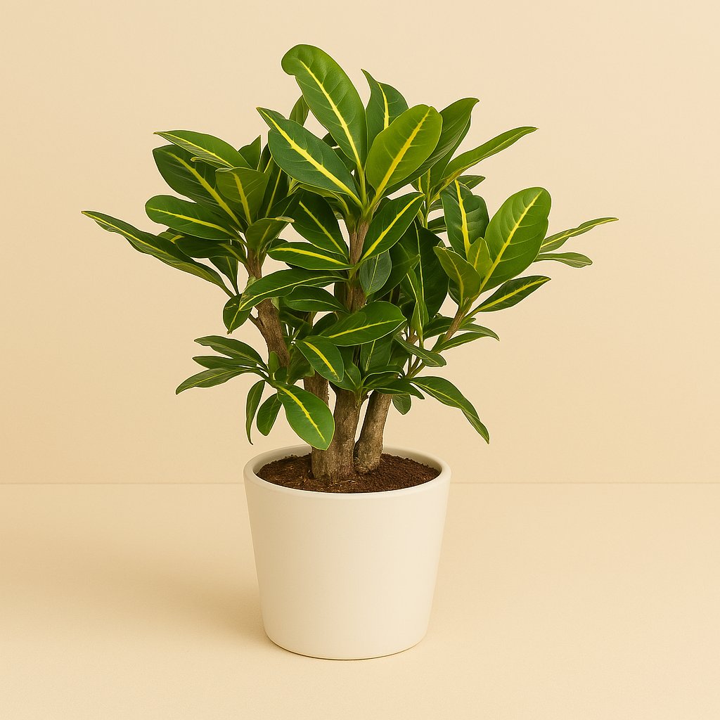 Croton Mammi Yellow - 50cm