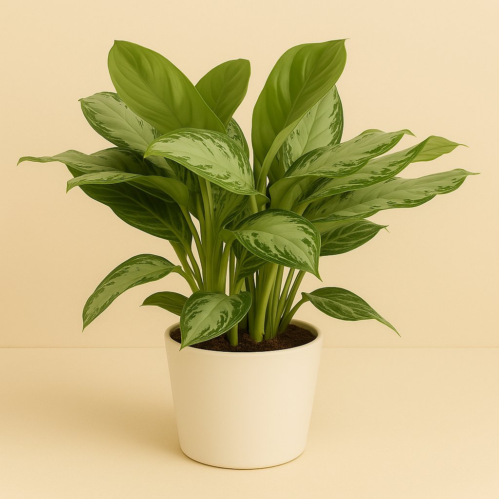 Aglaonema Silver Bay