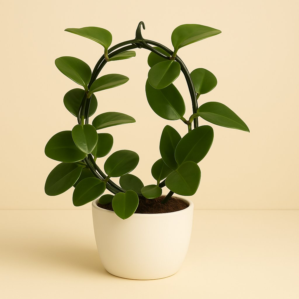 Hoya - 40cm