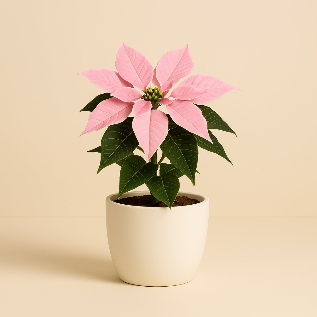 Euphorbia Princettia - 30cm