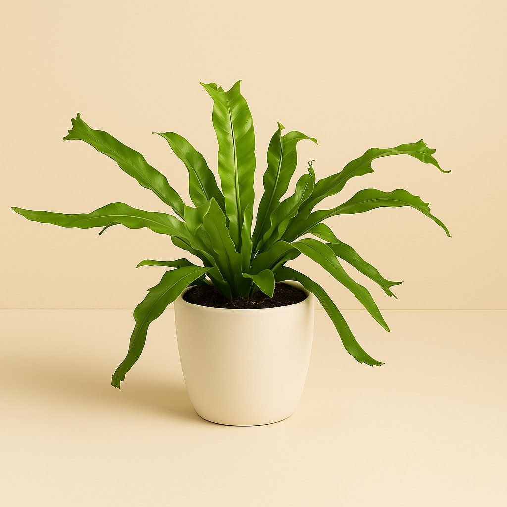 Asplenium Crissie - 30cm