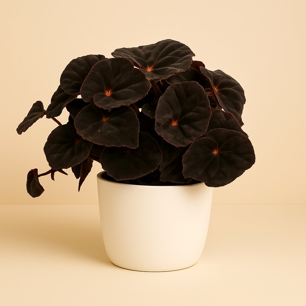 Begonia Rex Conga - 25cm