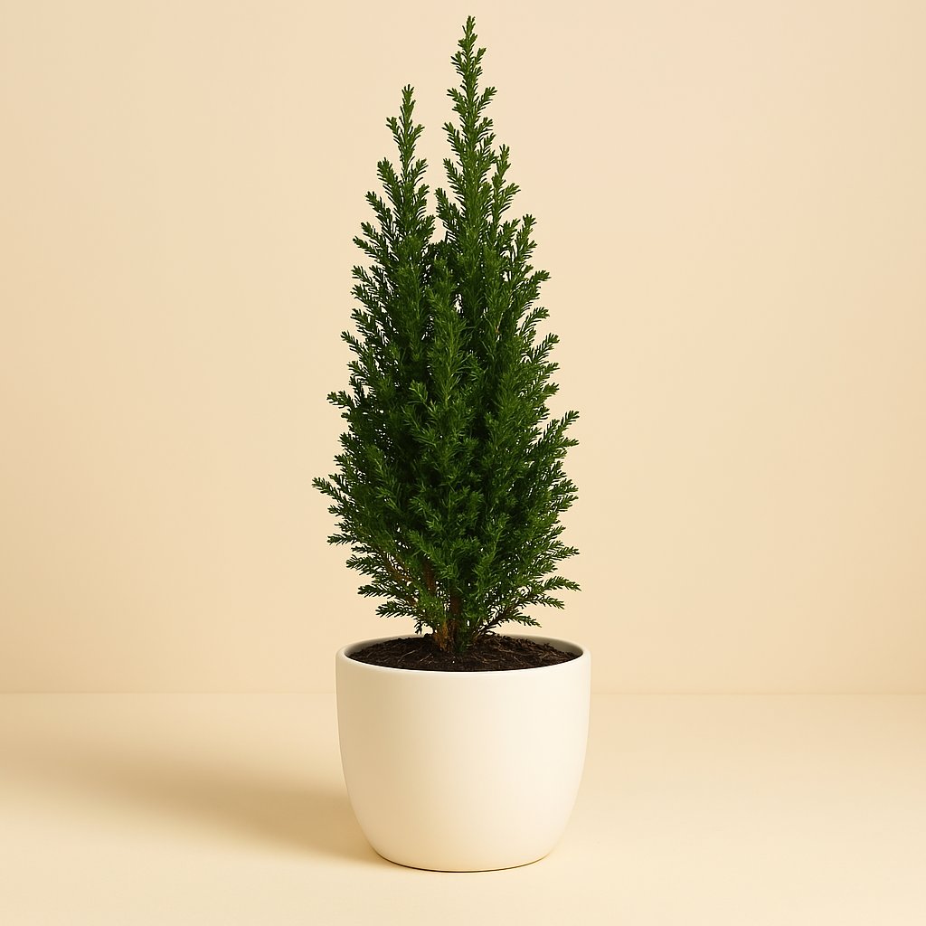 Ellwoodii Groen - 35cm