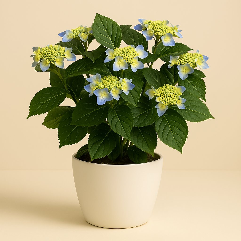 Hydrangea Teller Nizza - 45cm