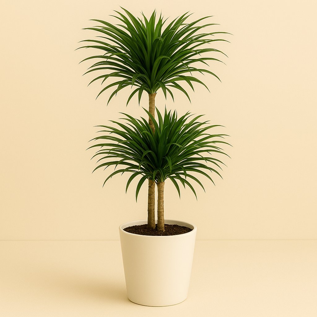 Dracaena Reflexa Anita - 90cm