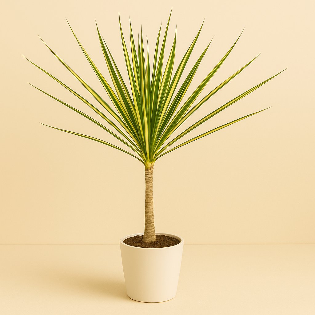 Dracaena Sunray - 50cm