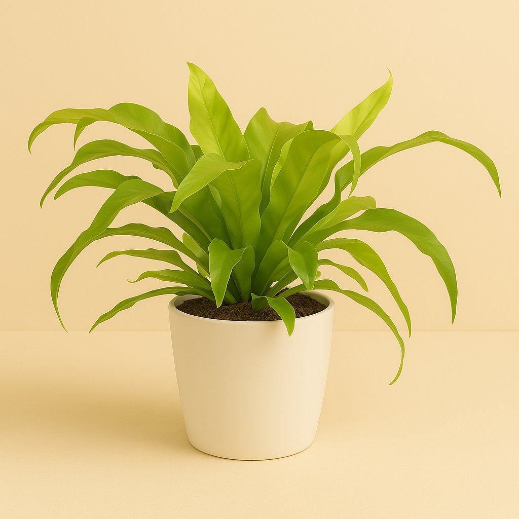 Asplenium Antiquum - 19cm