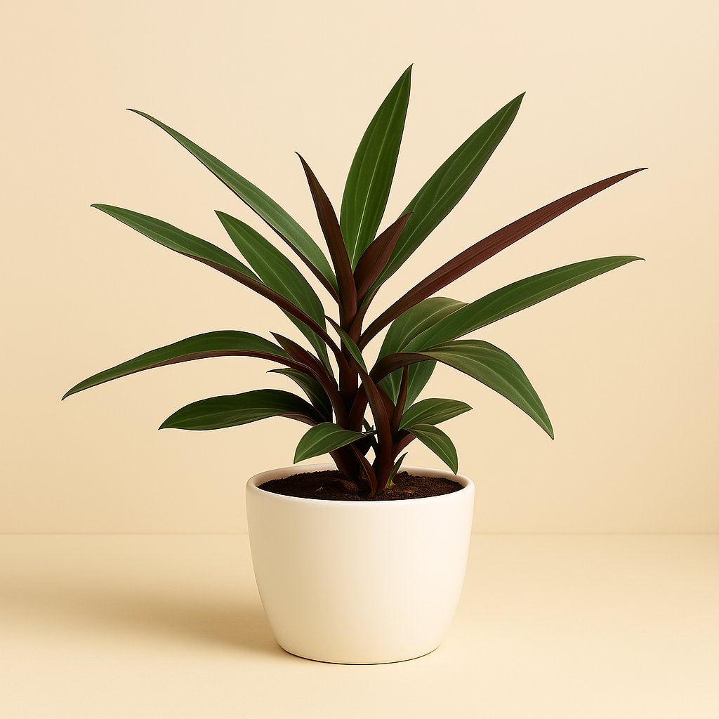 Stromanthe Sanguinea - 45cm