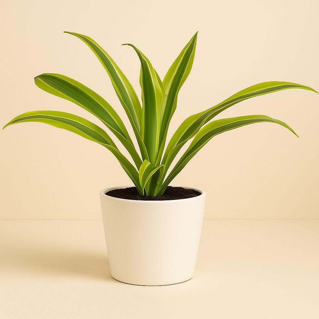 Dracaena Lemon Lime - 27cm