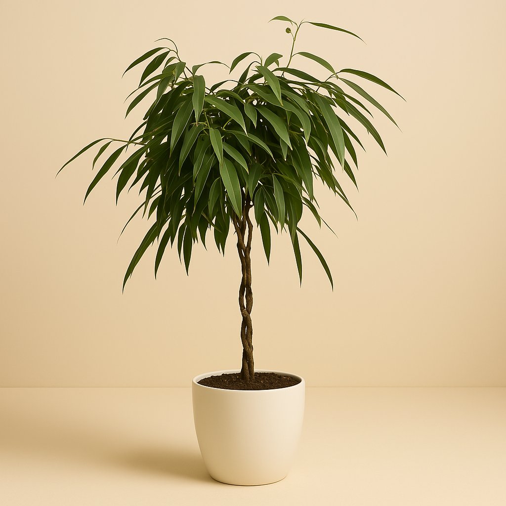 Ficus Mahori - 110cm