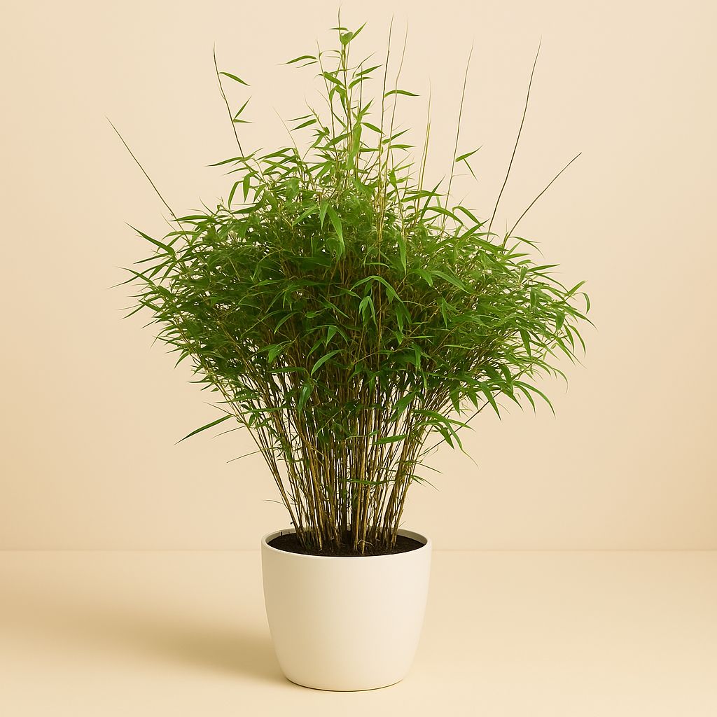 Fargesia rufa - 90cm