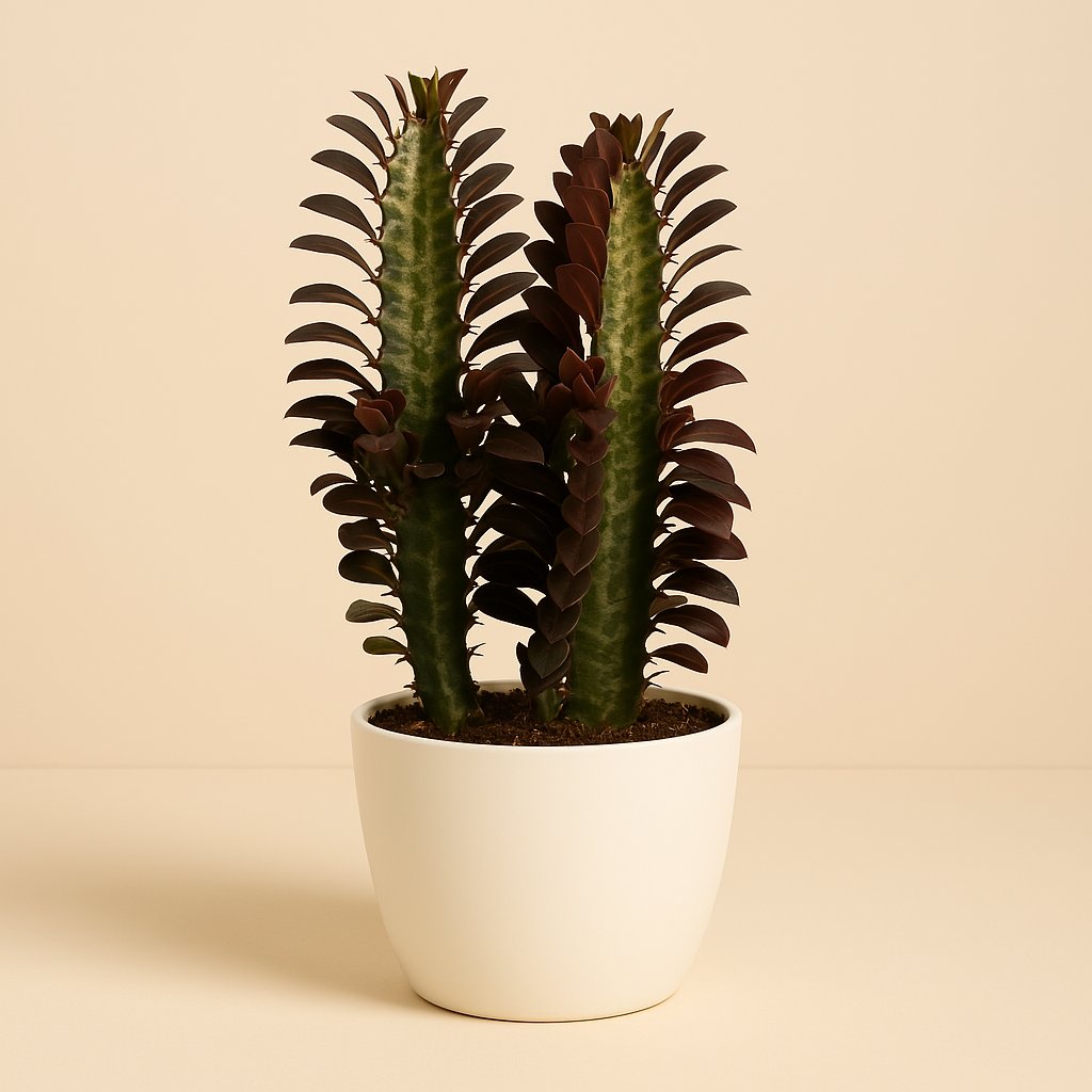 Euphorbia Trigona Rubra - 40cm