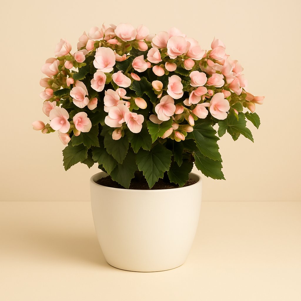 Betulia Light - 35cm