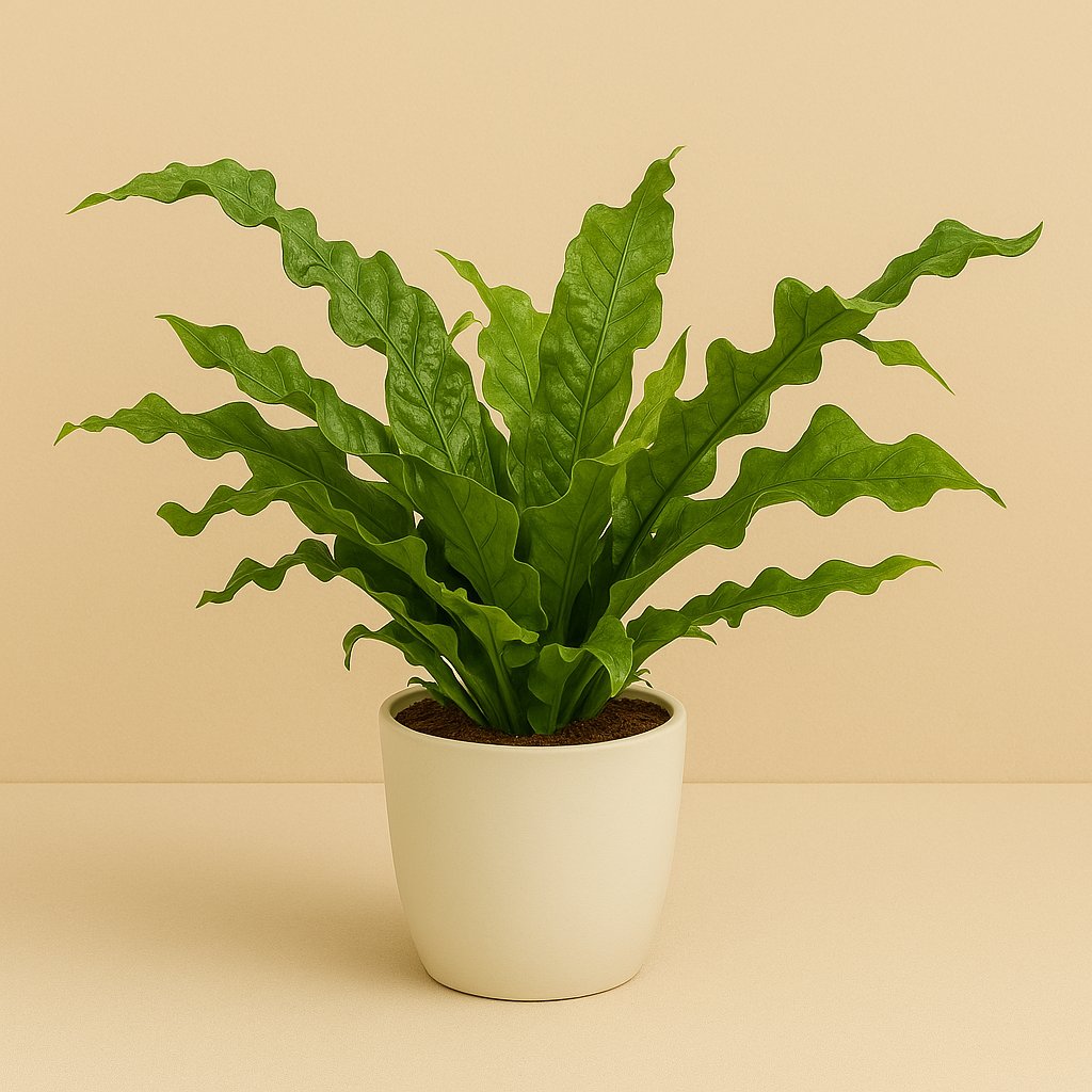 Microsorum Diversifolium - 45cm