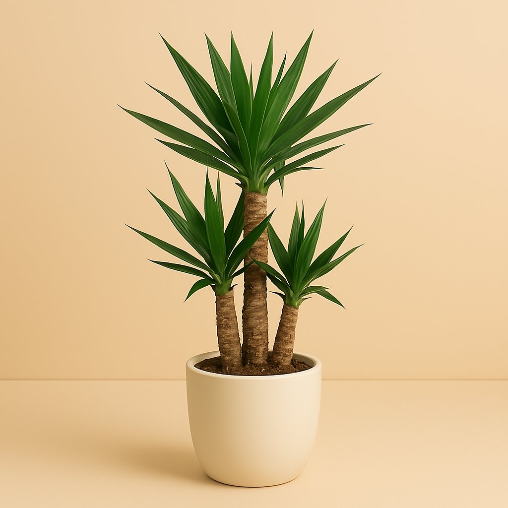 Yucca Elephantipes - 80cm in einem modernen Studio mit modernem Topf