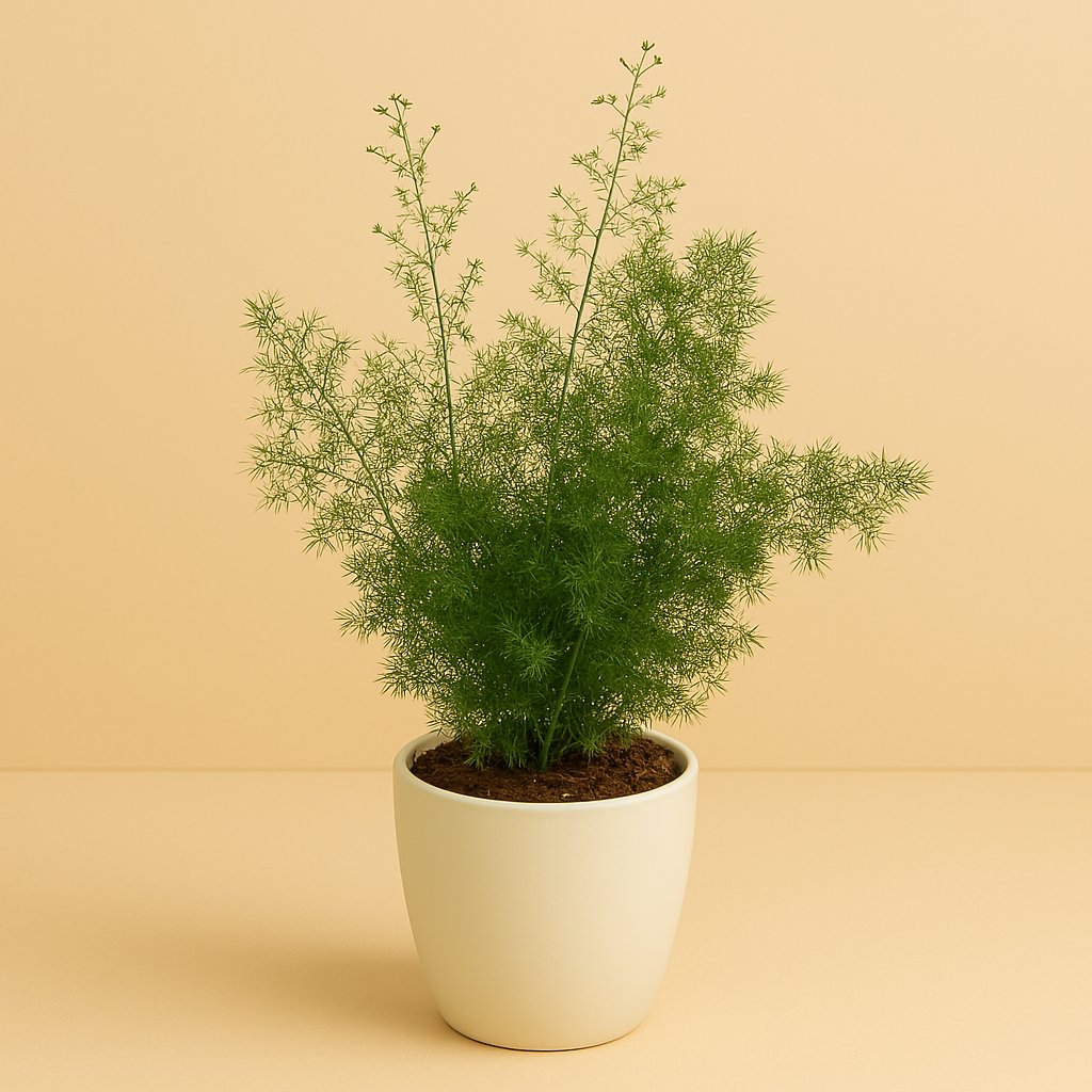 Asparagus Myriocladus - 35cm in einem modernen Studio mit modernem Topf