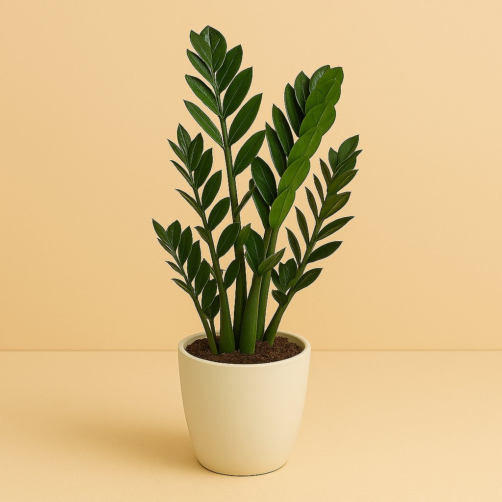 Zamioculcas Zamiifolia - 100cm in einem modernen Studio mit modernem Topf