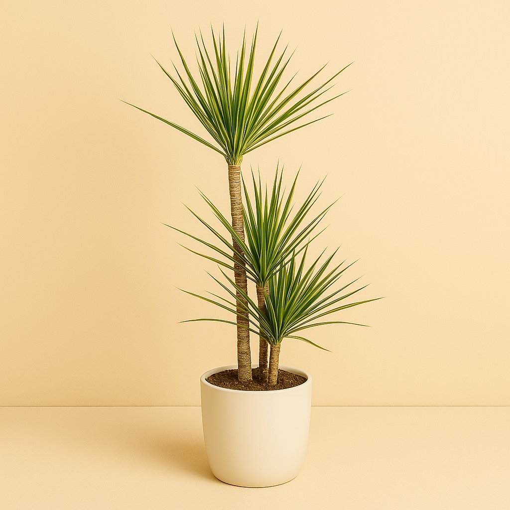 Dracaena Marginata Sunray - 120cm in einem modernen Studio mit modernem Topf