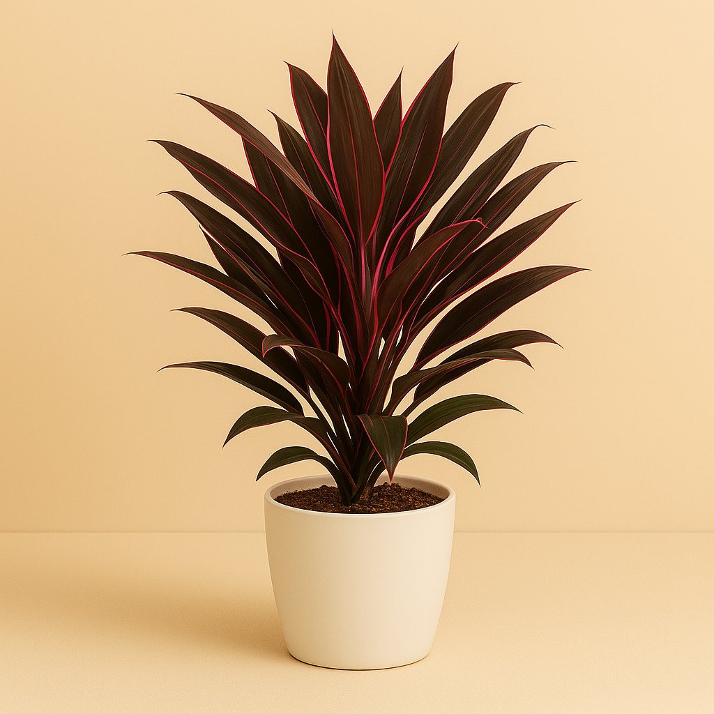 Cordyline Fruticosa Rumba - 55cm in einem modernen Studio mit modernem Topf