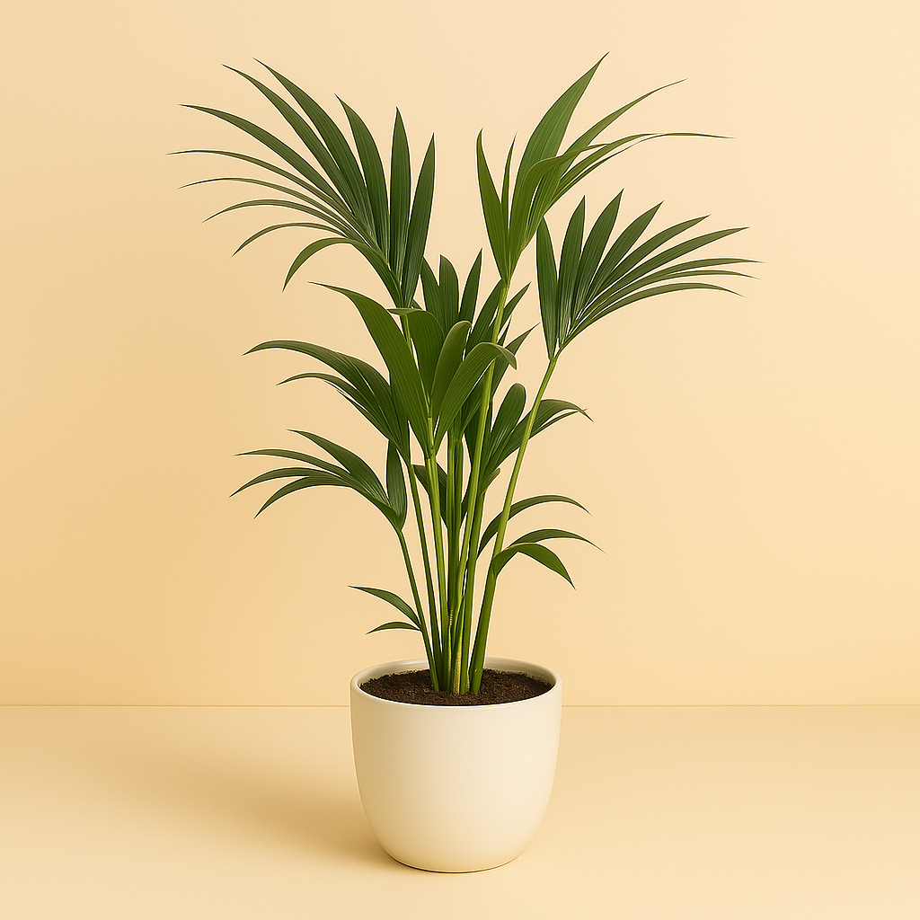 Howea Forsteriana - 100cm in einem modernen Studio mit modernem Topf