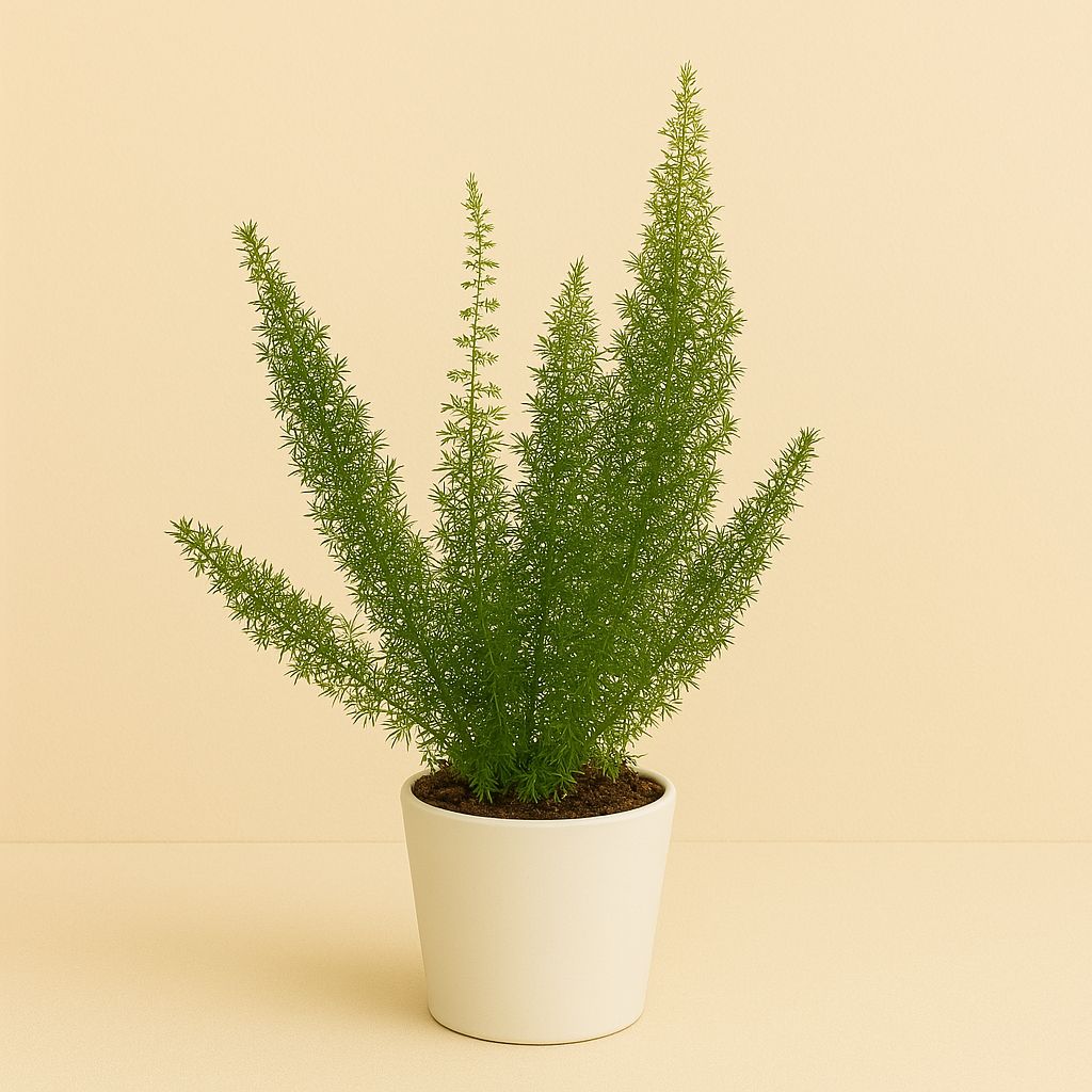 Asparagus Meyeri - 35cm in einem modernen Studio mit modernem Topf