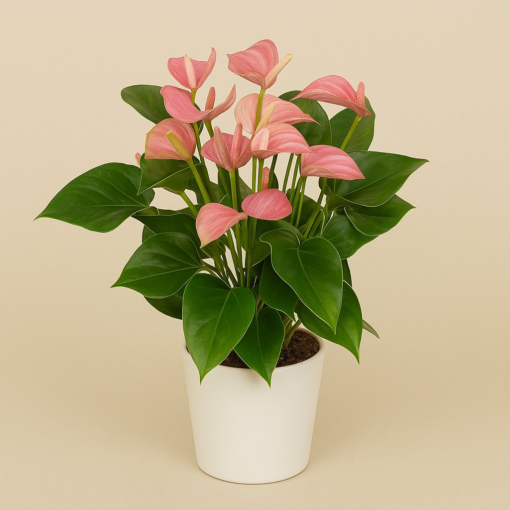 Anthurium KARMA Joli - 55cm in einem modernen Studio mit modernem Topf