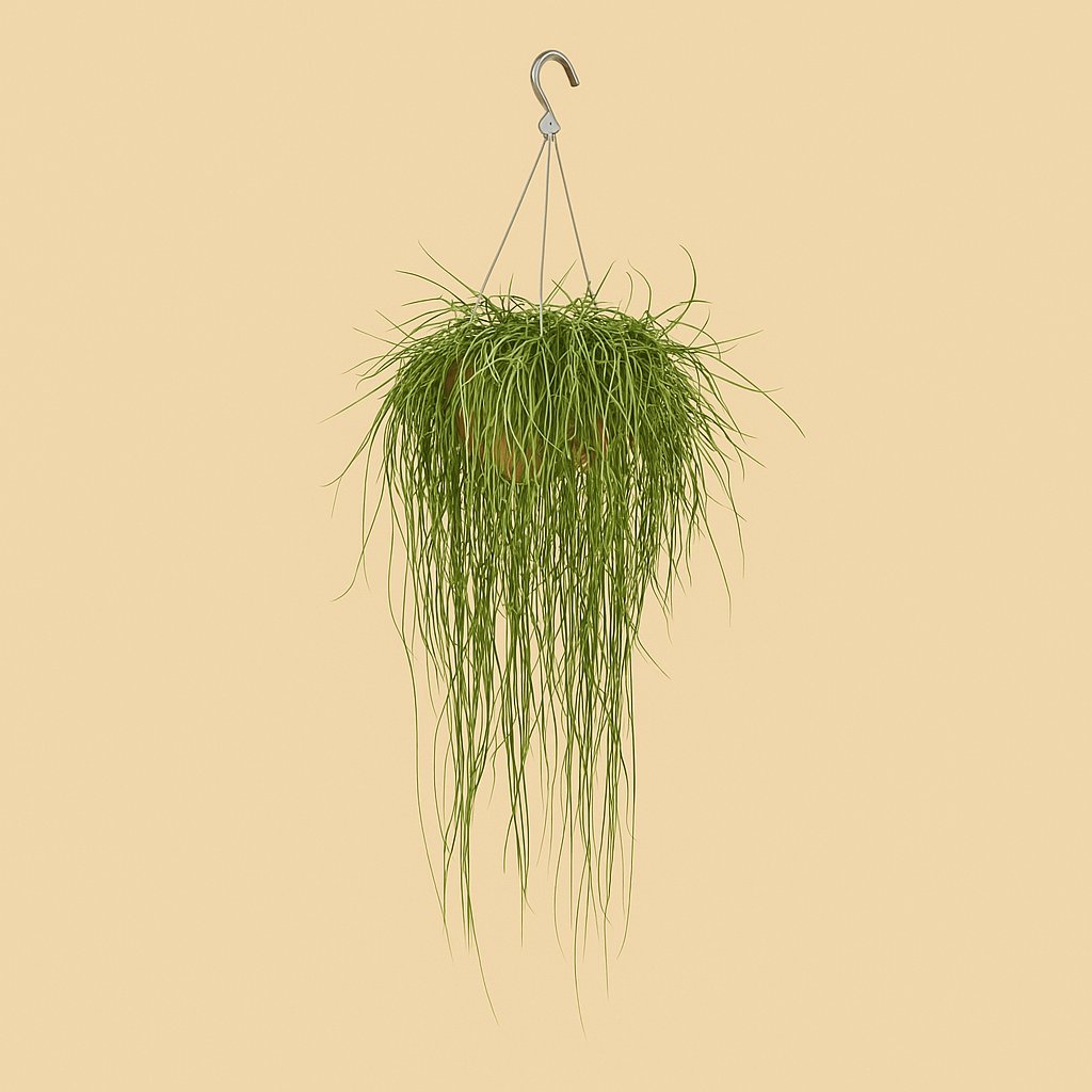 Rhipsalis Floccosa - 70cm in einem modernen Studio mit modernem Topf