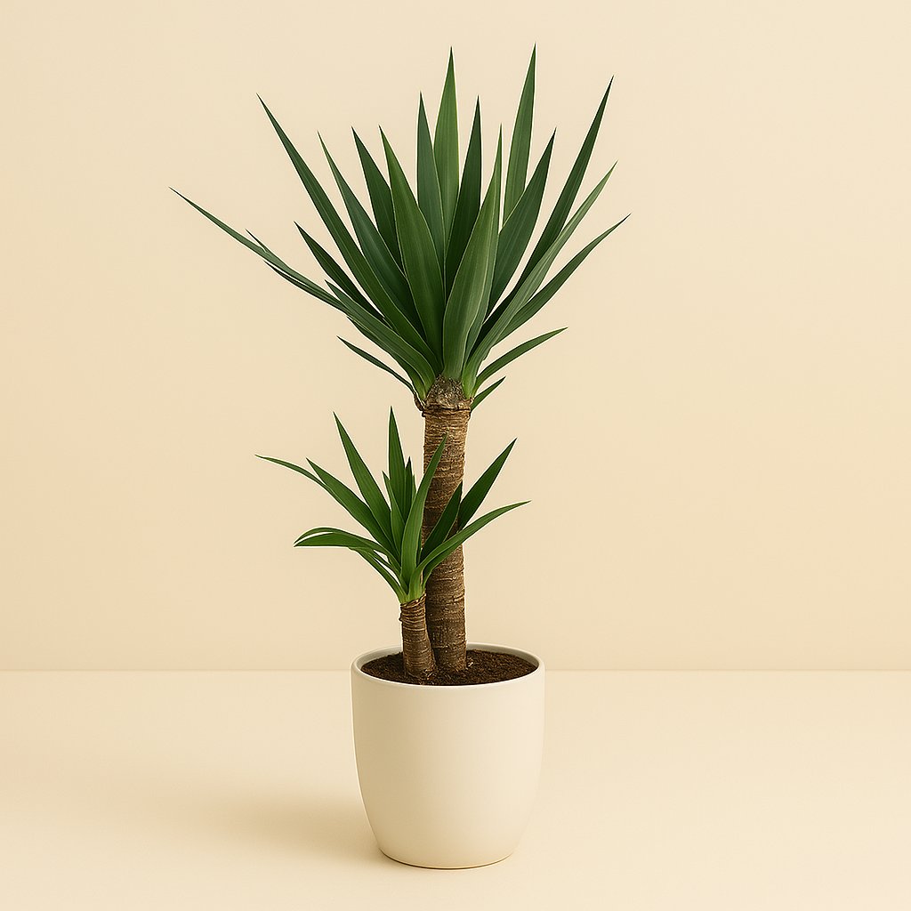Yucca Elephantipes - 100cm