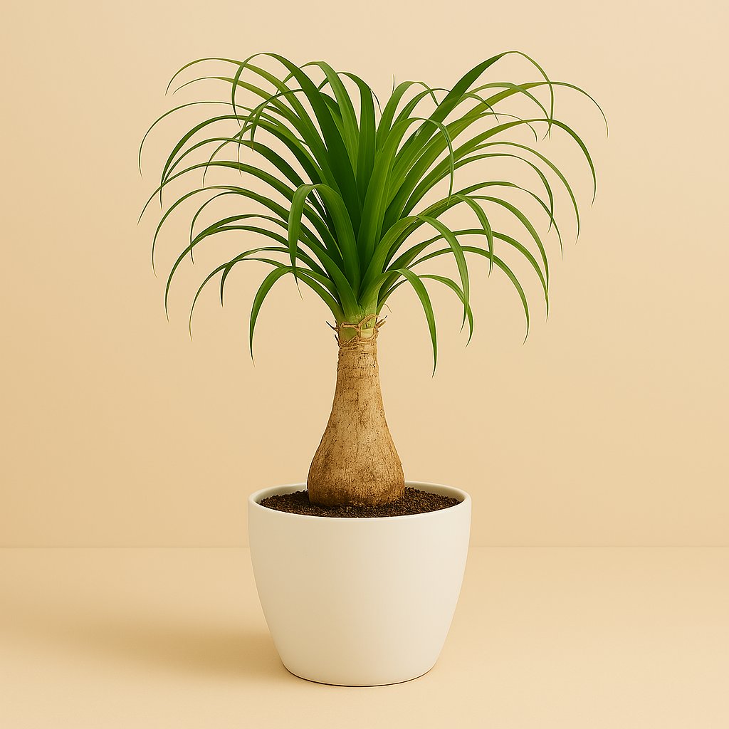 Beaucarnea Nolina - 60cm
