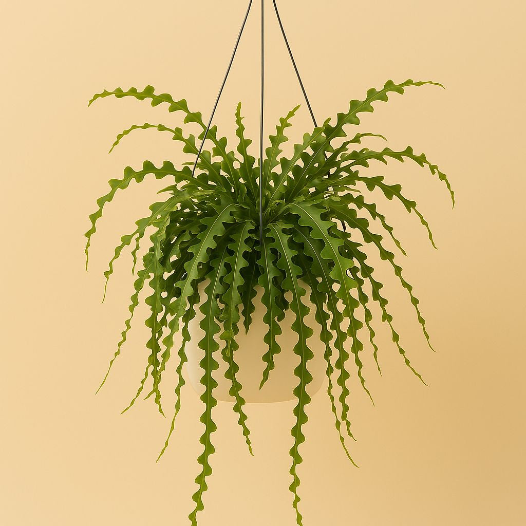 Ephiphyllum Anguliger - 50cm in einem modernen Studio mit modernem Topf