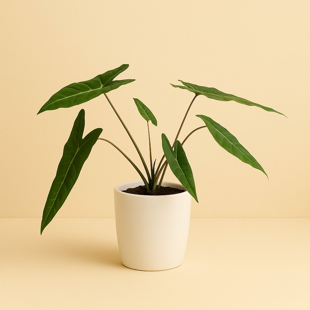 Philodendron Billetiae - 50cm in einem modernen Studio mit modernem Topf
