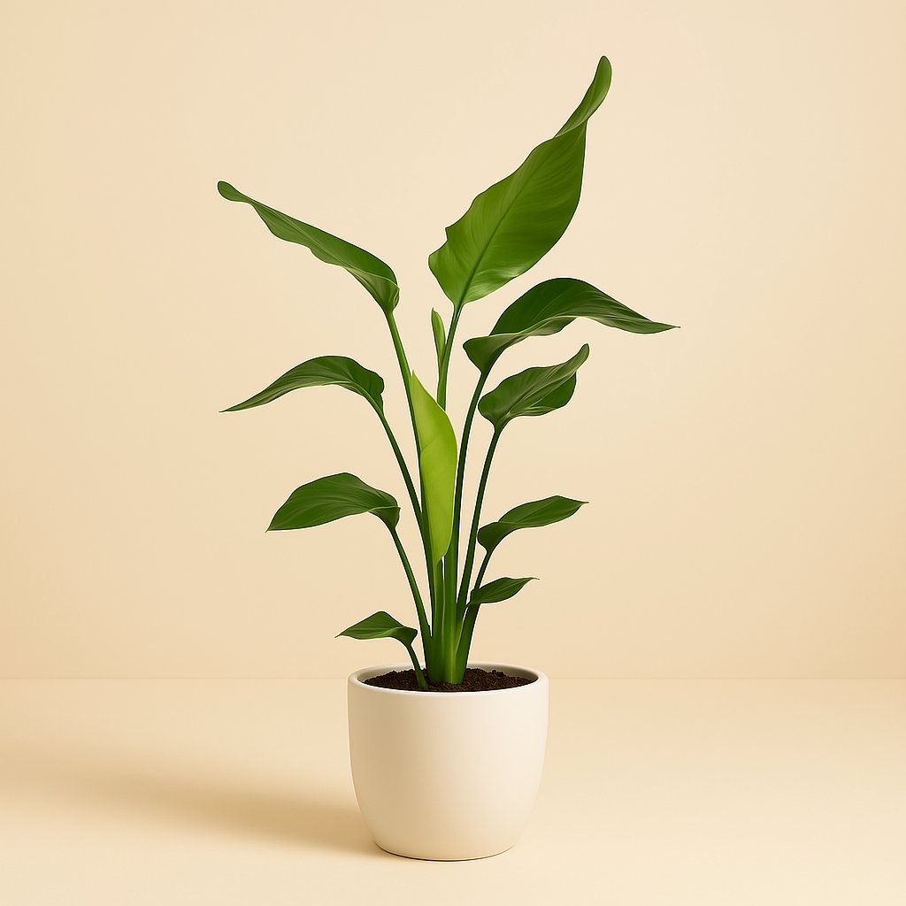 Strelitzia Nicolai - 90cm
