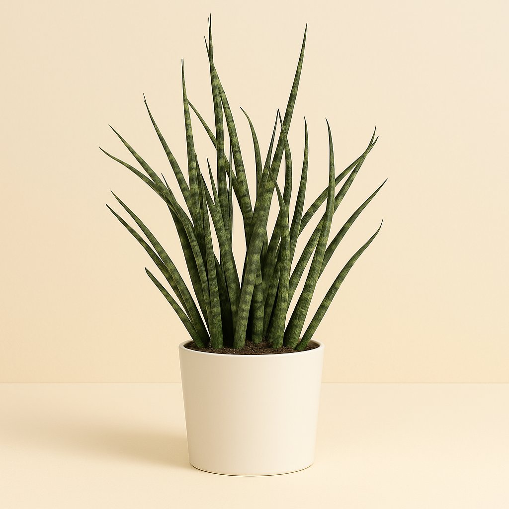 Sansevieria Fernwood Punk - 30cm in einem modernen Studio mit modernem Topf