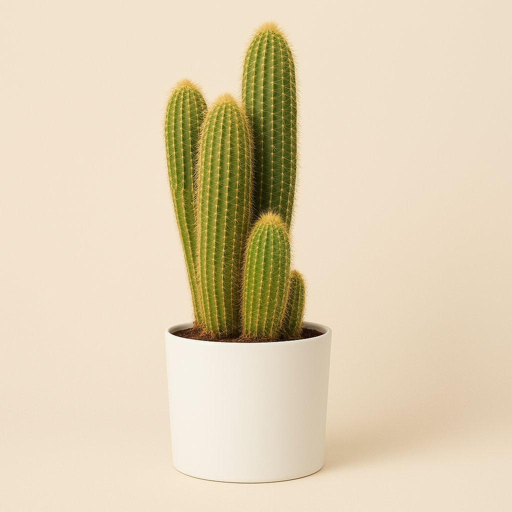 Vatricania Guentheri - 55cm in einem modernen Studio mit modernem Topf