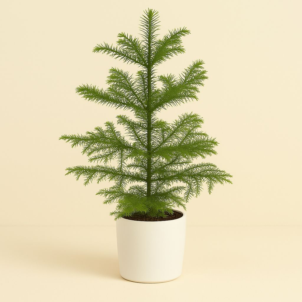 Araucaria Heterophylla - 40cm in einem modernen Studio mit modernem Topf