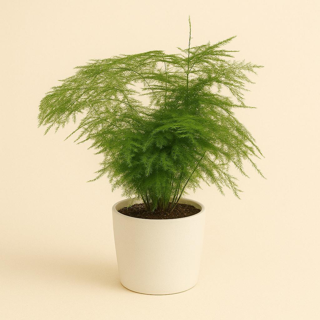 Asparagus Setaceus - 45cm in einem modernen Studio mit modernem Topf