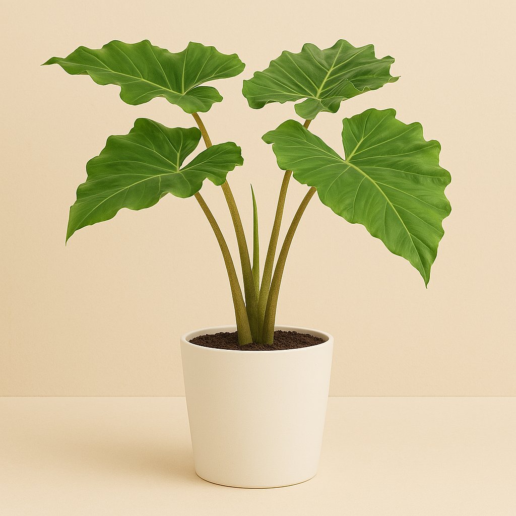 Alocasia Portodora - 80cm in einem modernen Studio mit modernem Topf