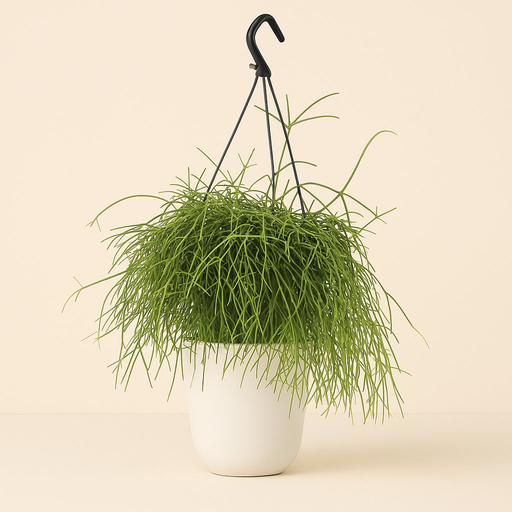 Rhipsalis Oasis - 25cm in einem modernen Studio mit modernem Topf