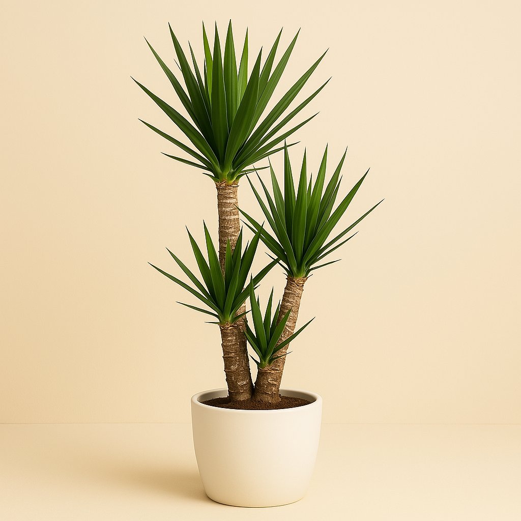 Yucca Elephantipes - 125cm