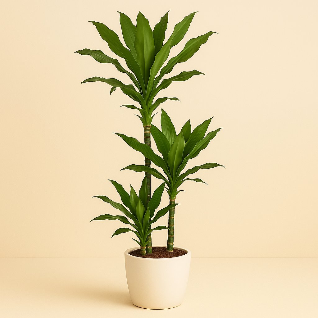 Dracaena Janet Lind - 130cm