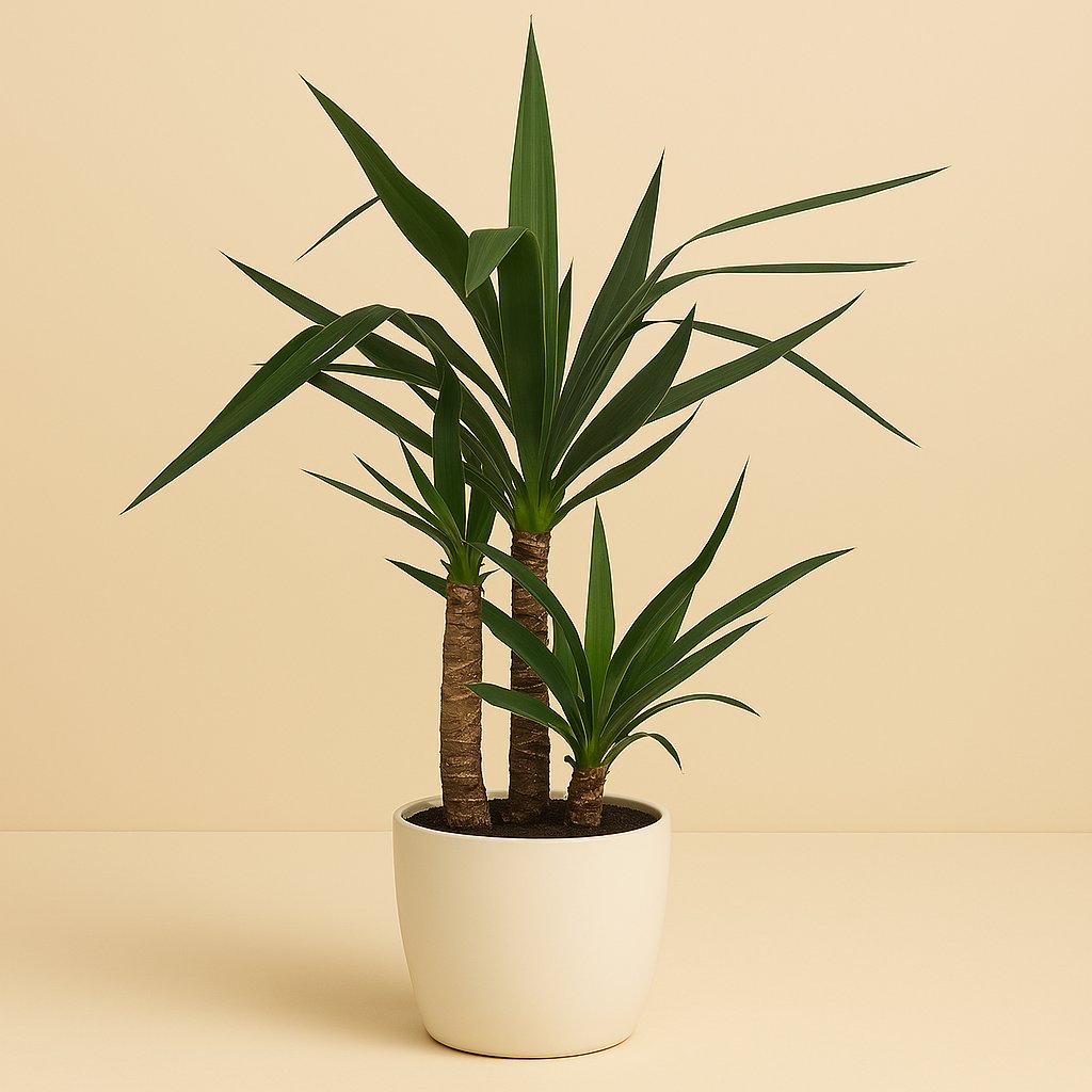 Yucca - 80cm