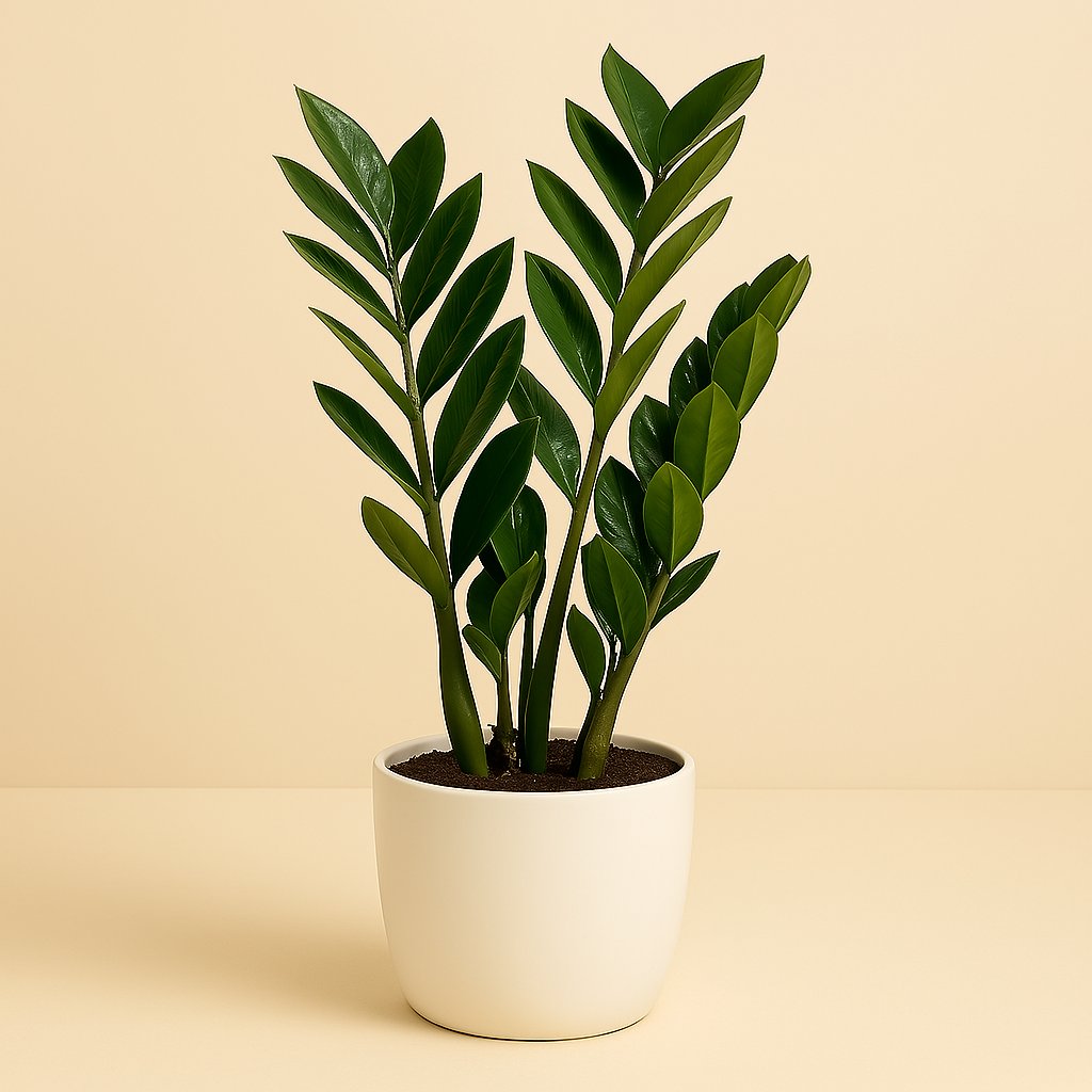 Zamioculcas Zamiifolia - 60cm