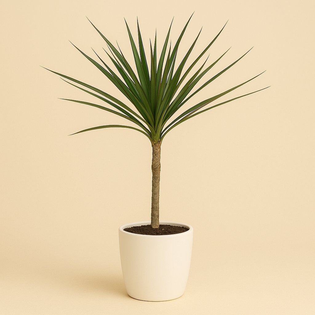Dracaena Marginata - 55cm
