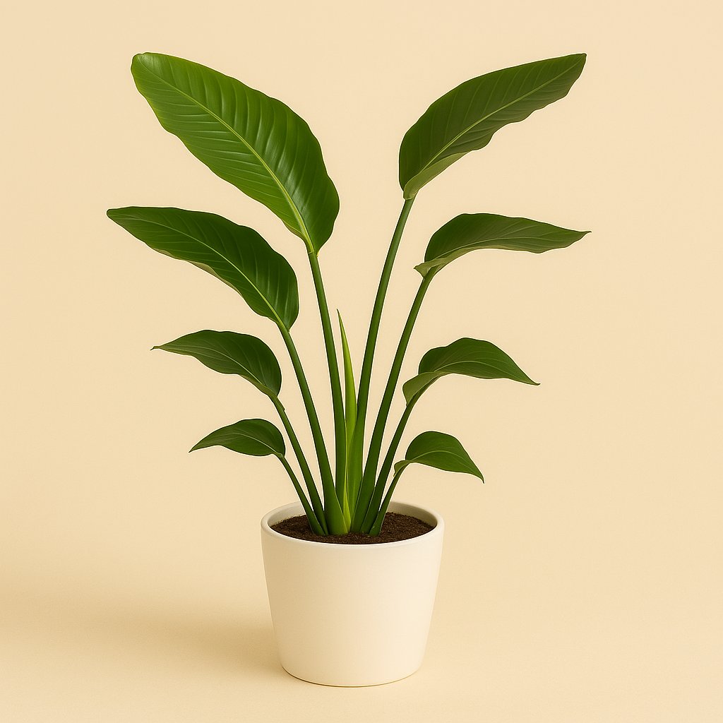 Strelitzia Nicolai - 80cm