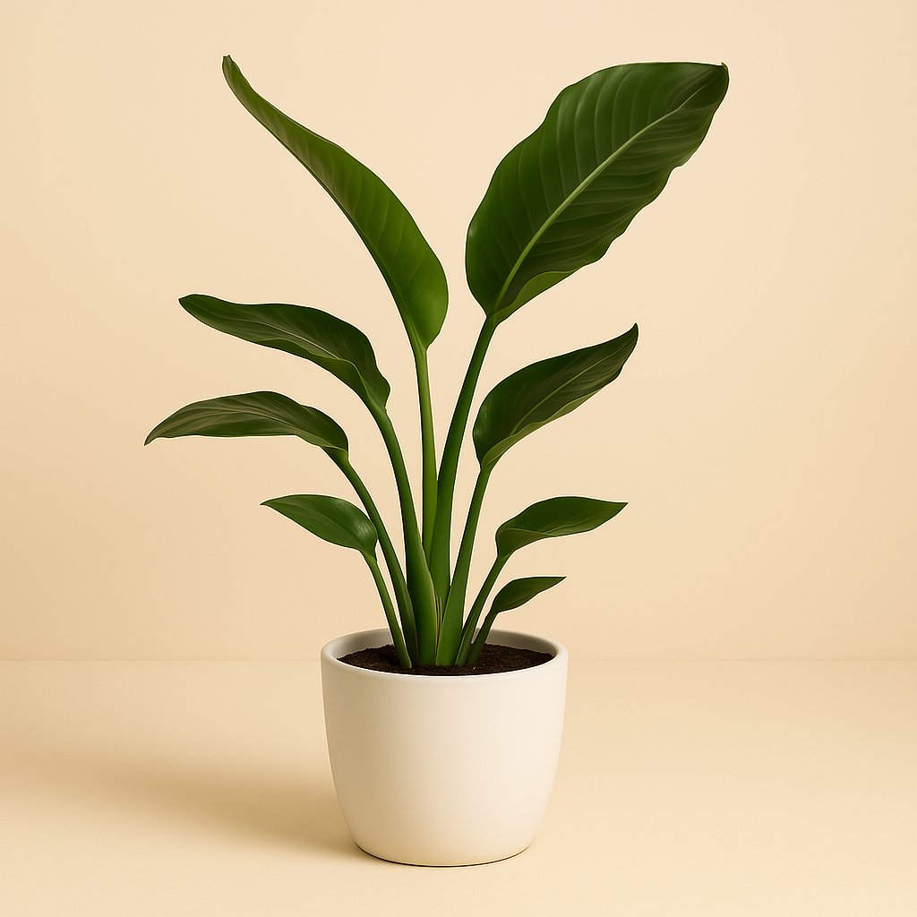Strelitzia Nicolai - 70cm
