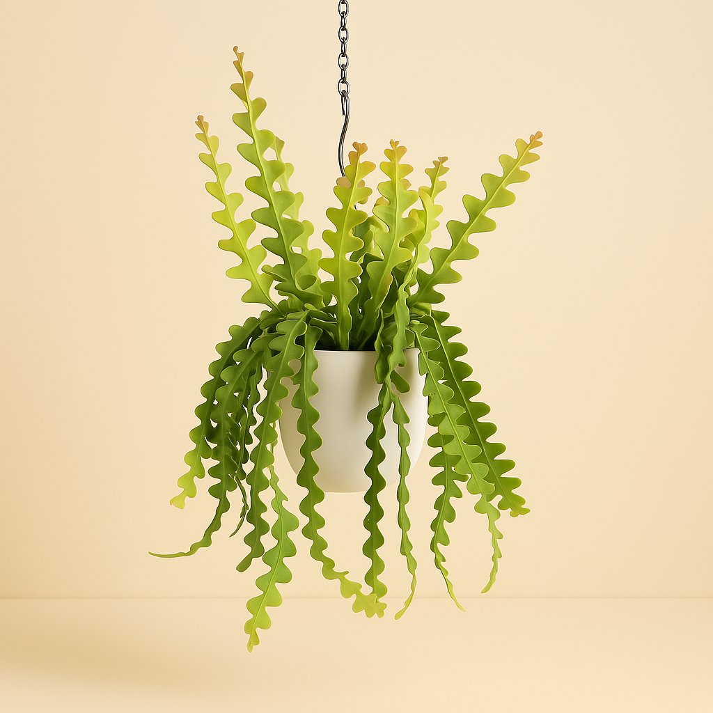 Epiphyllum Anguliger - 60cm