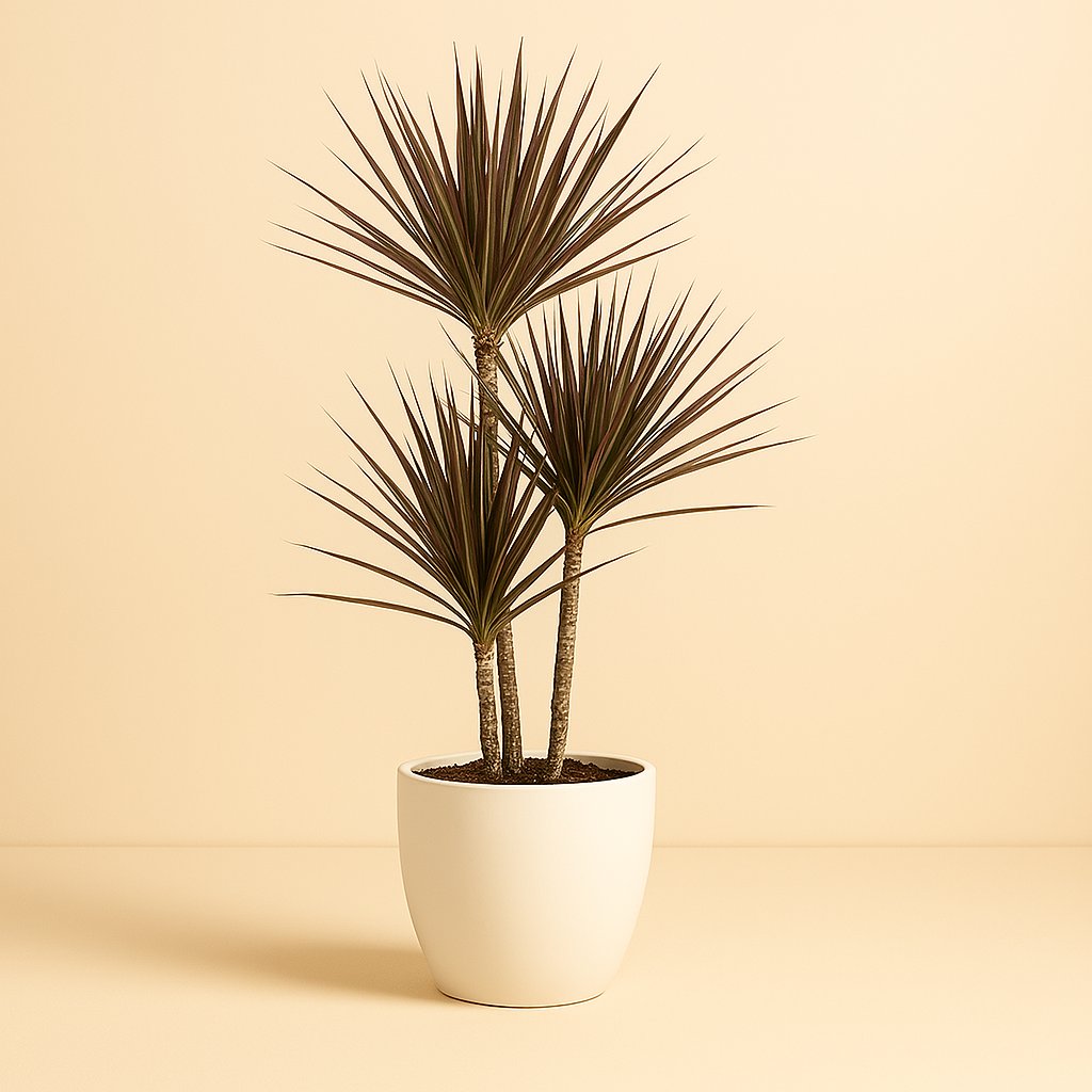 Dracaena Bicolor - 75cm