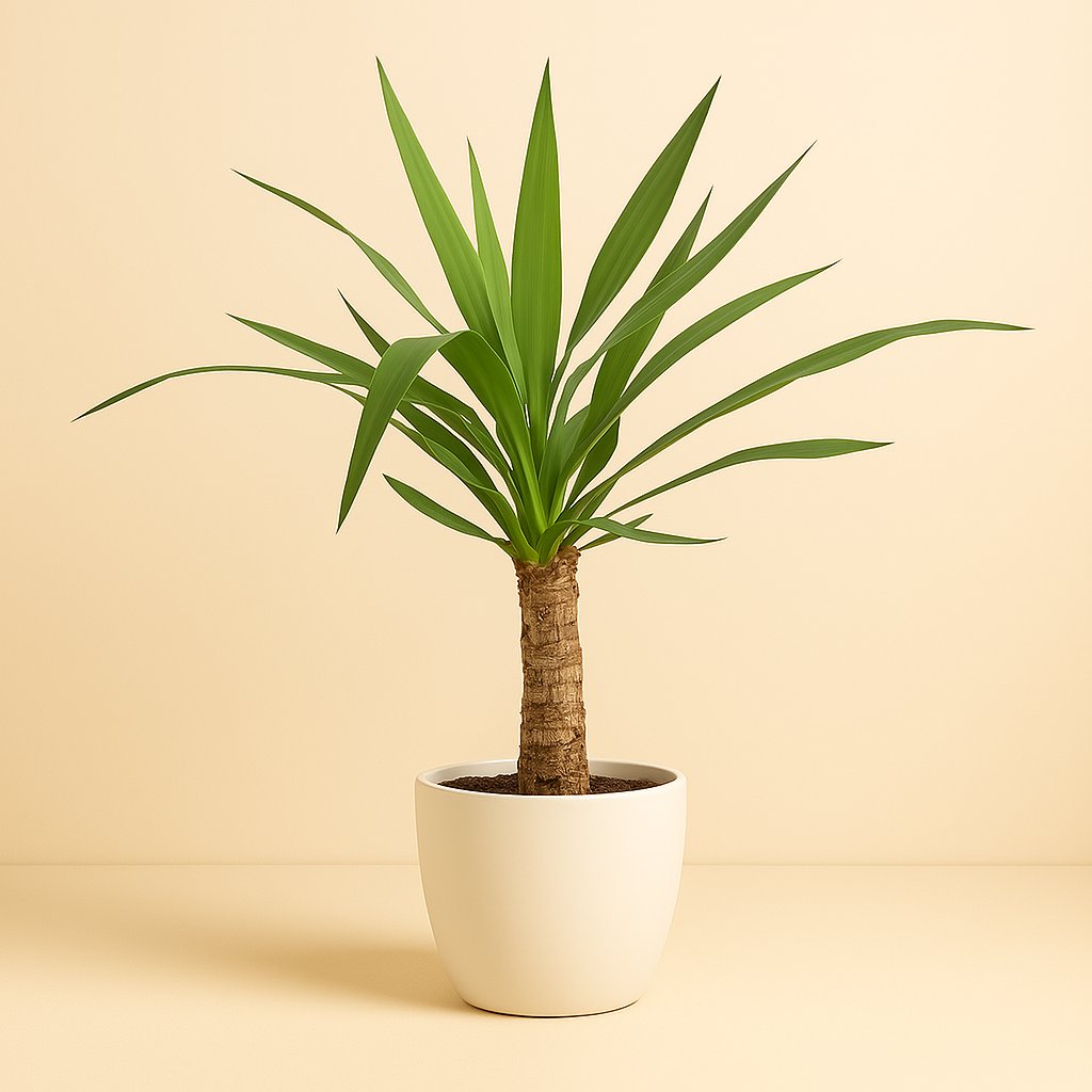 Yucca - 50cm in einem modernen Studio mit modernem Topf