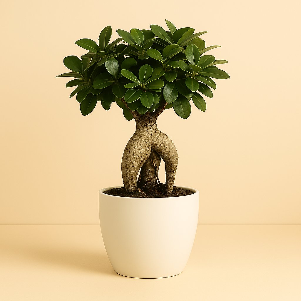 Ficus Ginseng - 40cm
